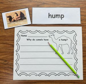 Animal Adaptation Activity