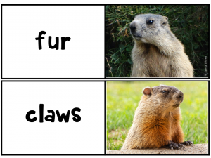 fur and claws mini photos & label cards of animal adaptations