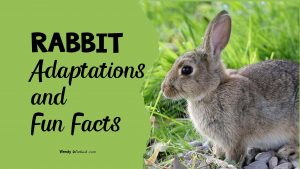 Rabbits: Animal Adaptations and Fun Facts for Kids - Wendy Wished Blog
