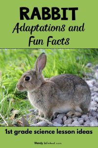 image of rabbit with title: Rabbit Adaptations and Fun Facts, 1st grade science lesson ideas