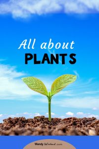 image of blog post title, "All About Plants"